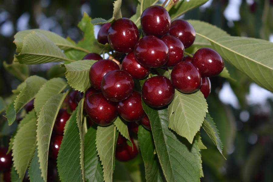 Черешня 'Матушка'