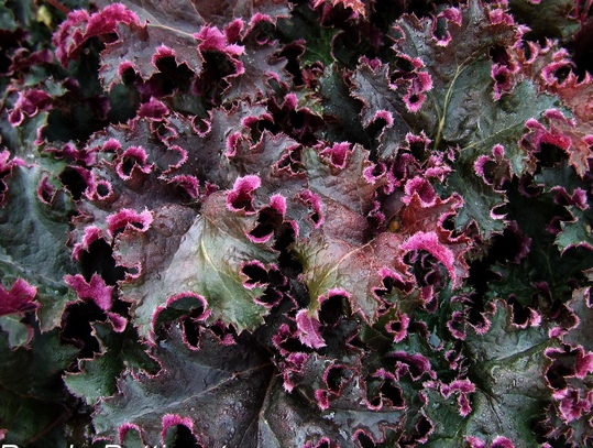 Гейхера гибридная 'Пурпл Петтикотс'