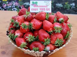 Земляника (клубника) 'Чив 64'