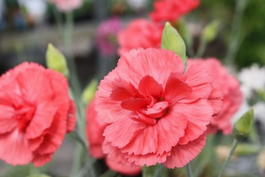 Гвоздика перистая 'Диана (коралловая) 