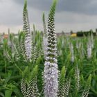 Вероника длиннолистная 'Антарктика'