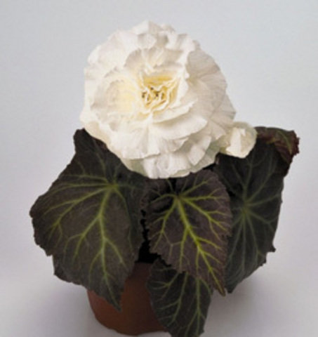 Бегония клубневая 'Нонстоп Мокка Уайт' (белая)