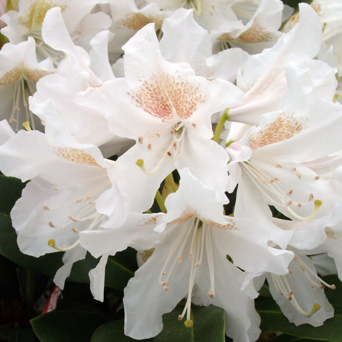 Рододендрон гибридный 'Каннингемс Вайт' (белый)