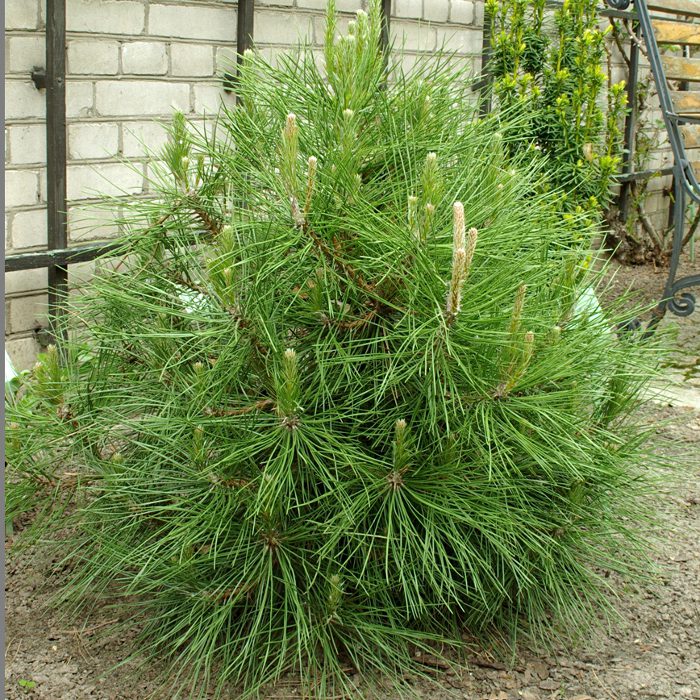 Сосна черная 'Глобоза'