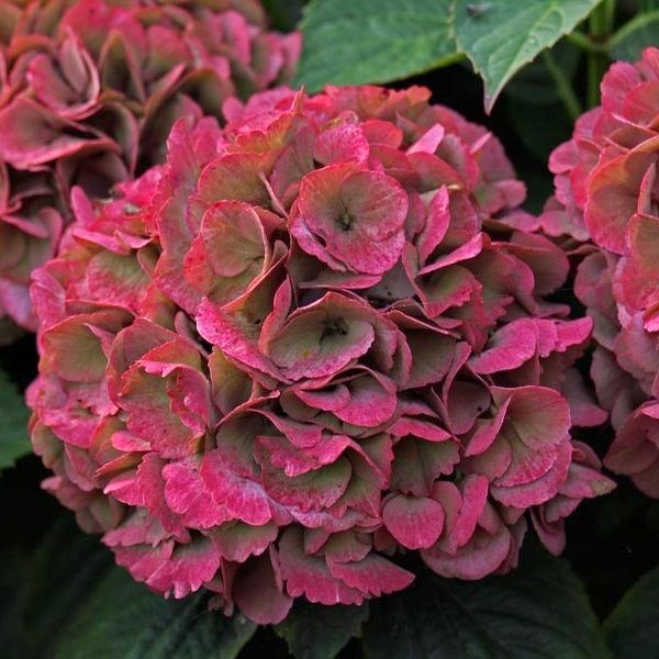 Гортензия Ред Барон: особенности сорта, посадка, выращивание и уход, отзывы