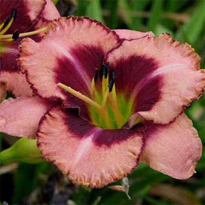 Лилейник гибридный 'Дэринг Дисепшн'