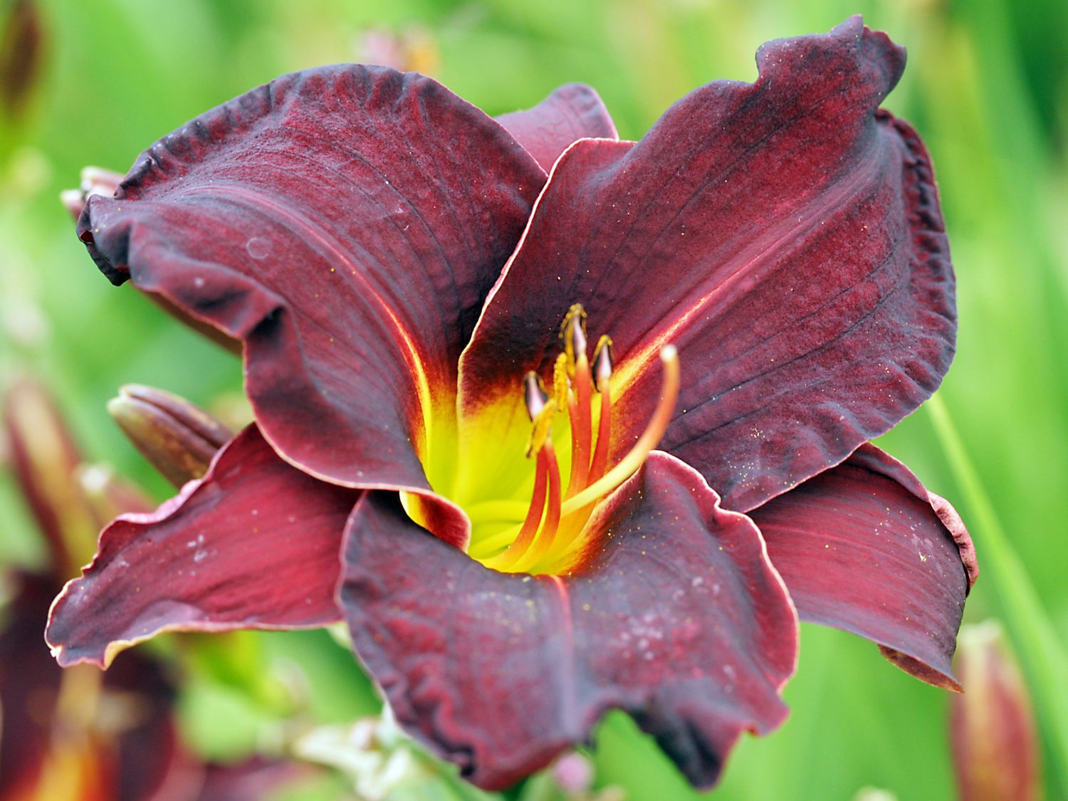 Лилейник гибридный 'Супер Пурпл'