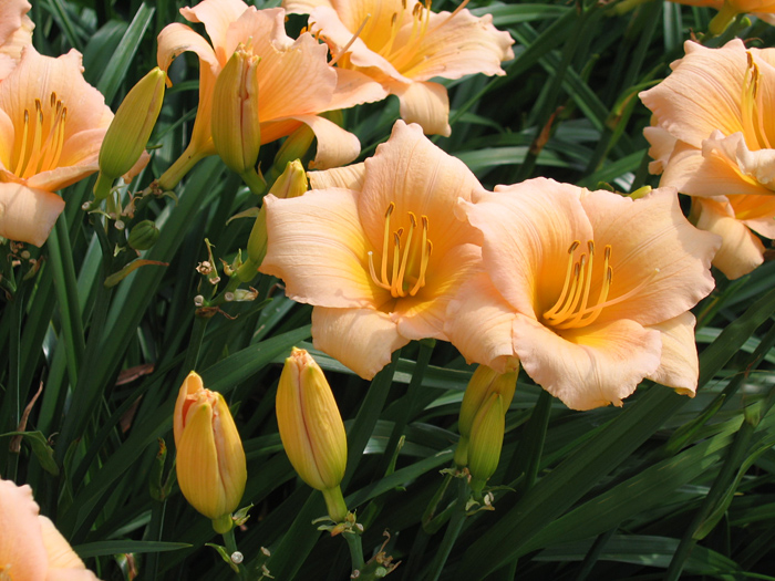 Лилейник гибридный 'Мини Перл'