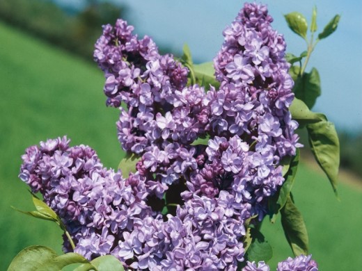 Сирень обыкновенная 'Генерал Першинг' (розово - голубая)