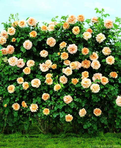 Роза 'Полька' (плетистая крупноцветковая) (оранжево-желтый)