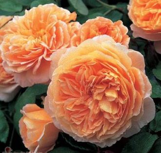 Роза 'Кроун Принцесса Маргарет' (шраб) (персиково - оранжевая)