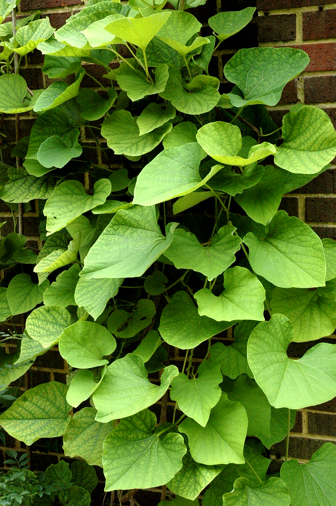 Аристолохия крупнолистная