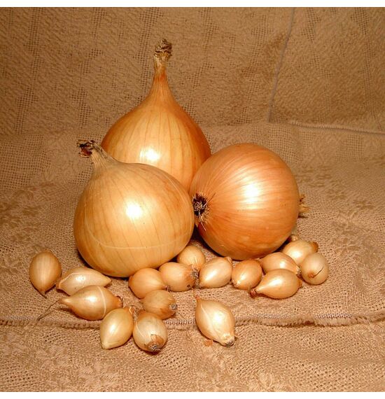 Лук-севок Шетана МС 14-21мм 0,5кг