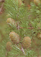 Лиственница тонкочешуйчатая