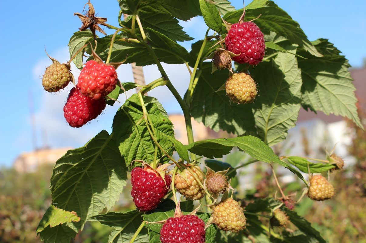 Малина 'Делнива'