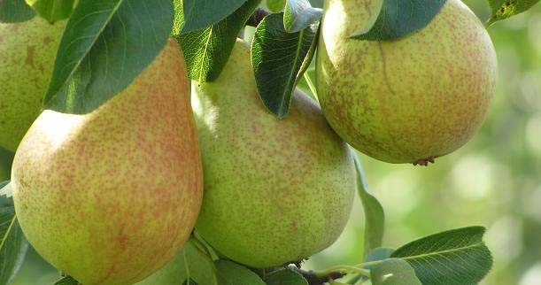 Груша домашняя сортовая