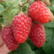 Малина 'Галактика'