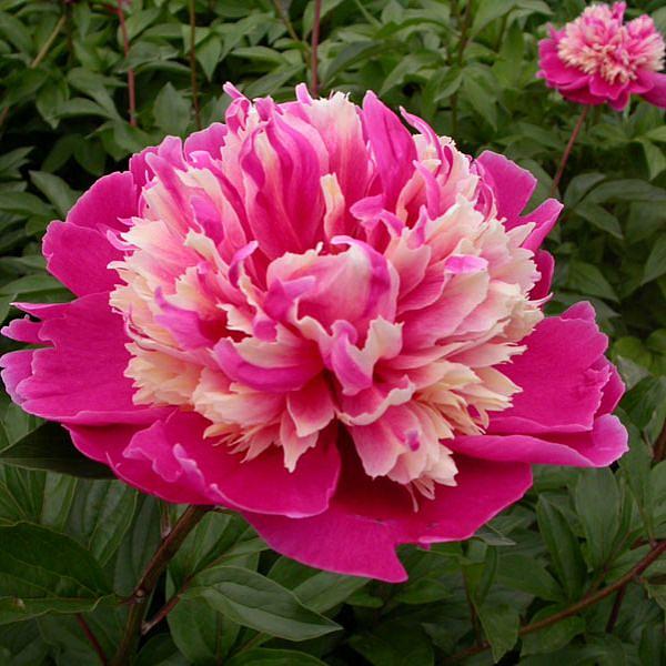 Пион молочноцветковый 'Дэйдрим' (розовый с белым)					