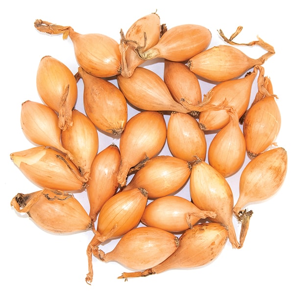 Лук-севок Радар 8-21мм 0,5кг