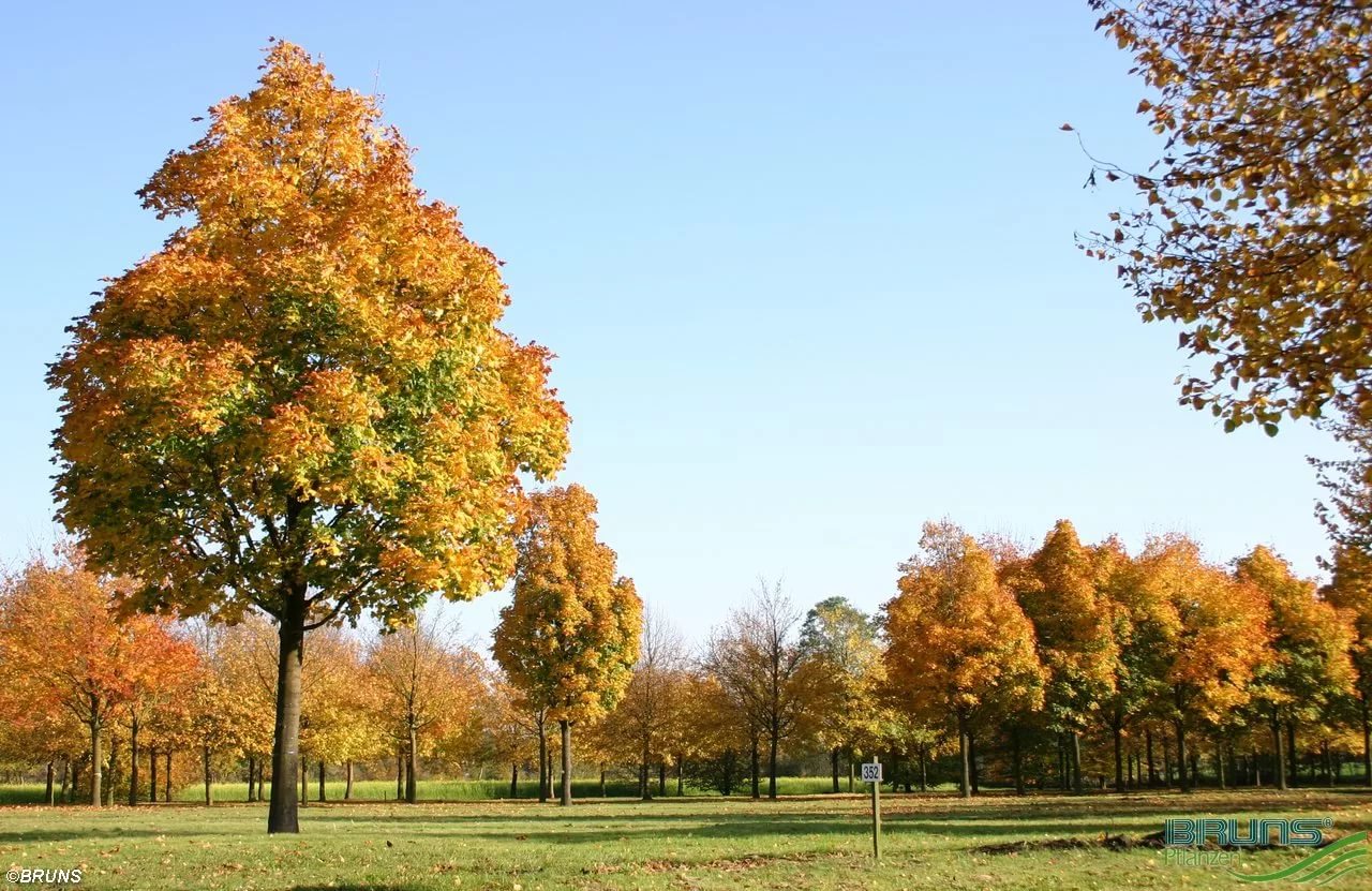 Клен остролистный 'Колумнаре'