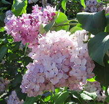Сирень обыкновенная 'Гортензия' (розово - белая)