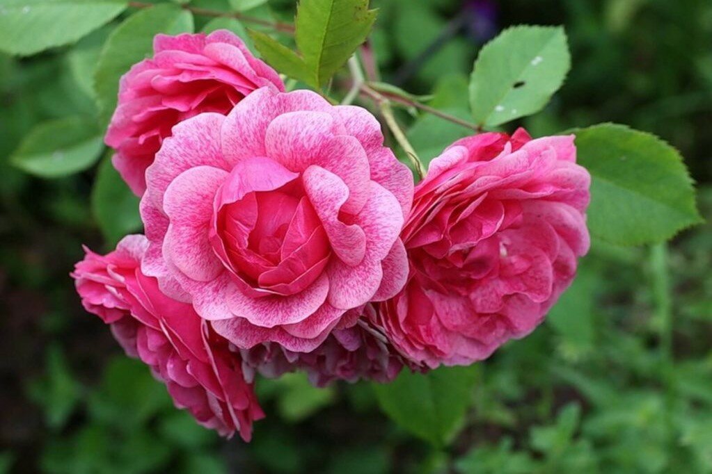 Роза 'Морден Руби' (парковая) (розовая)