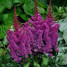 Астильба китайская 'Блэк Перлз' (пурпурная)