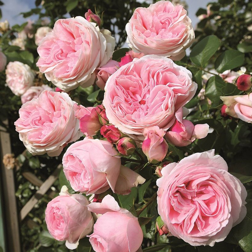 Роза 'Бьенвеню' (плетистая)