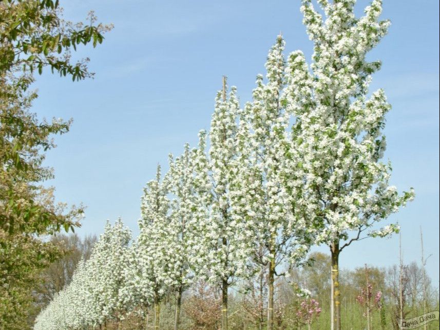 Яблоня декоративная 'Стрит Парад'