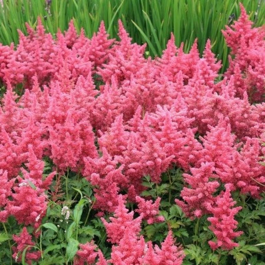 Астильба японская 'Кобленц' (розово - гранатовый)