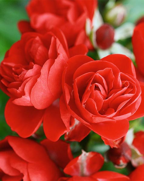 Роза 'Сорренто' (почвопокровная)(красная)