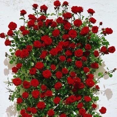 Роза 'Сантана' (плетистая) (красная)