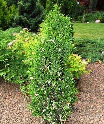 Туя западная 'Конфетти'