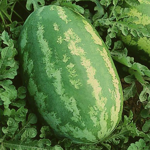 Арбуз 'Кримлонг'