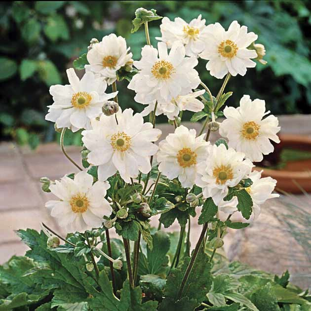 Анемона японская (Ветриница) 'Вёрлвинд'