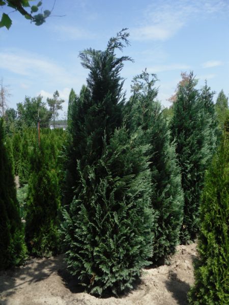 Кипарисовик Лавсона 'Колумнарис'