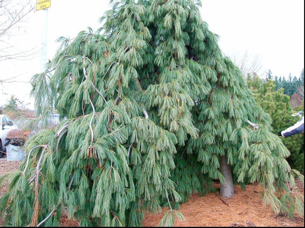 Сосна предгорная 'Пендула'