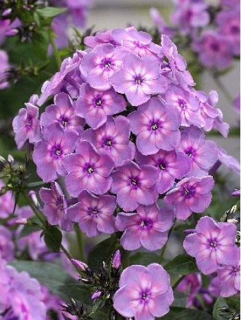 Флокс метельчатый 'Рейнбоу Дансер'