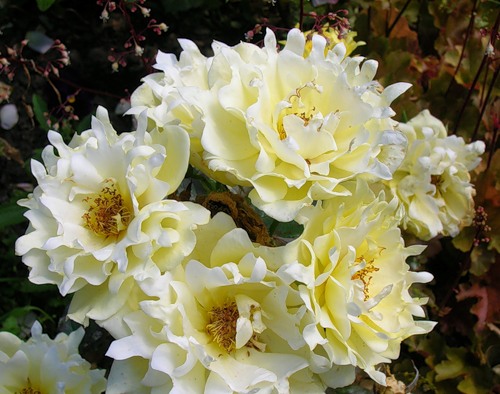 Роза 'Сплендид Раффлс' (флорибунда) (желтая)