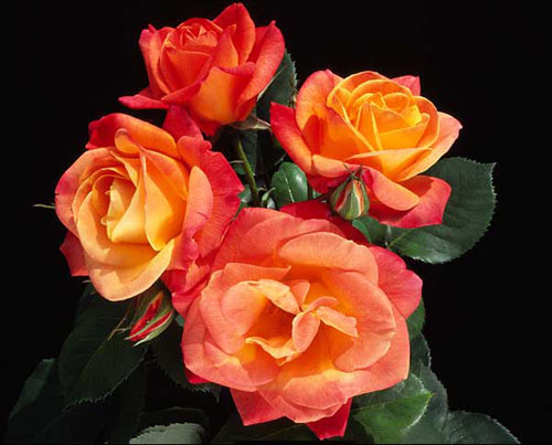 Роза 'Джозефc Коут' (плетистая) (оранжево-желтая)