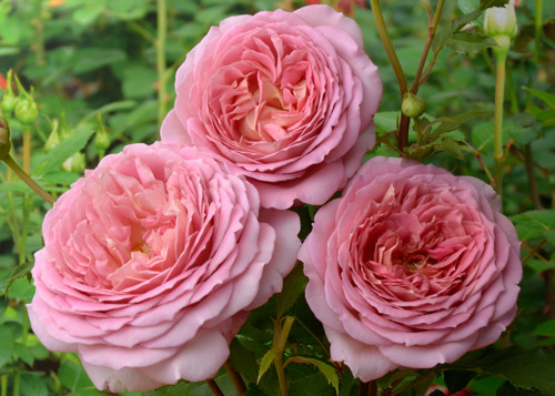 Роза 'Джубили Селебрейшн' (парковая, шраб) (персиково - розовая)