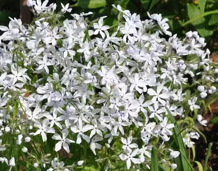 Флокс растопыренный 'Уайт Парфюм'