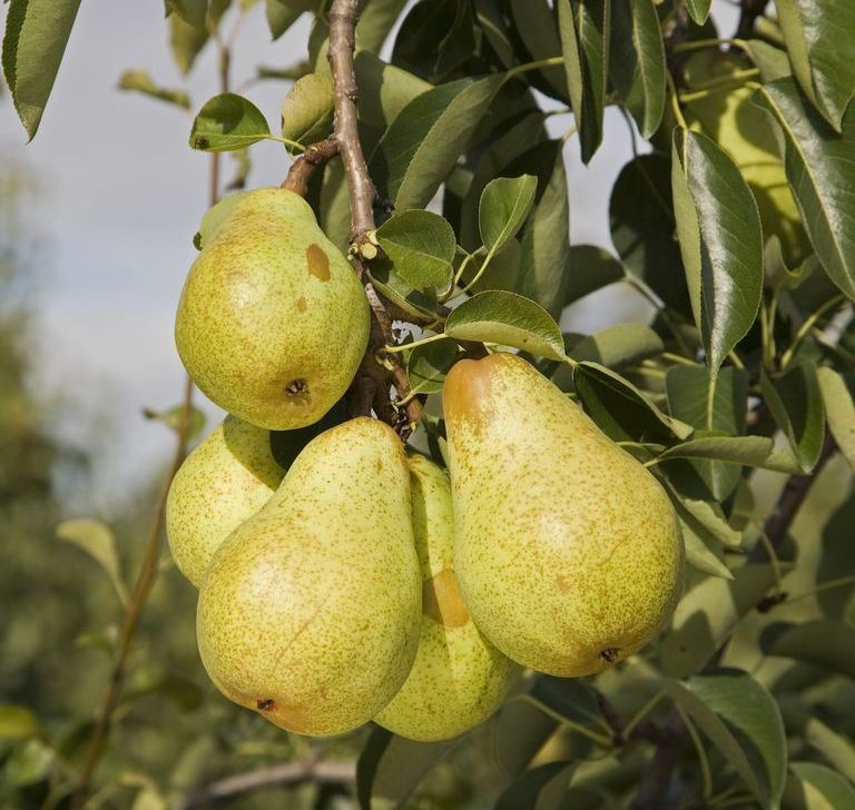 Груша 'Вильямс'