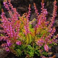 Вереск обыкновенный 'Дэвид Хагнес' (розовый)