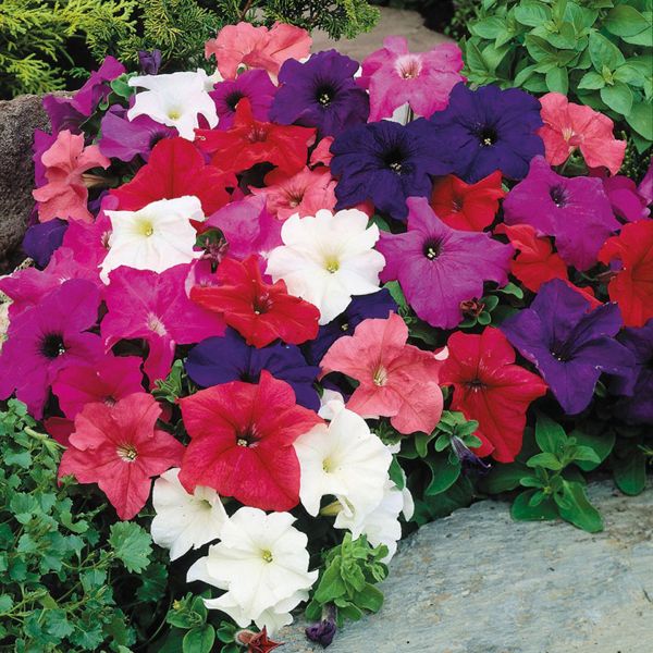 Петуния (сурфиния) гибридная 'Лимбо Микс' (смесь)