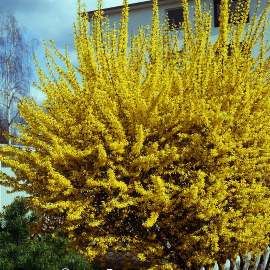 Форзиция промежуточная (средняя) 'Спектабилис'