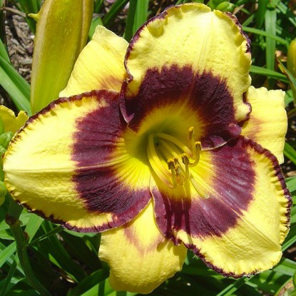 Лилейник гибридный "'Калико Джек"