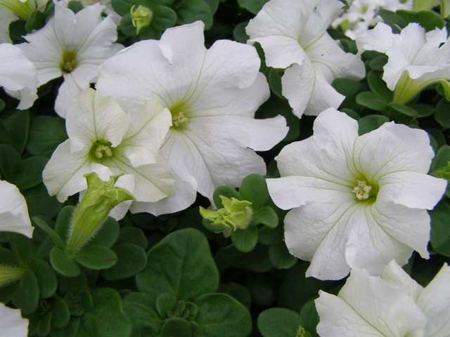 Петуния (сурфиния) гибридная 'Фалкон Уайт' (белая)