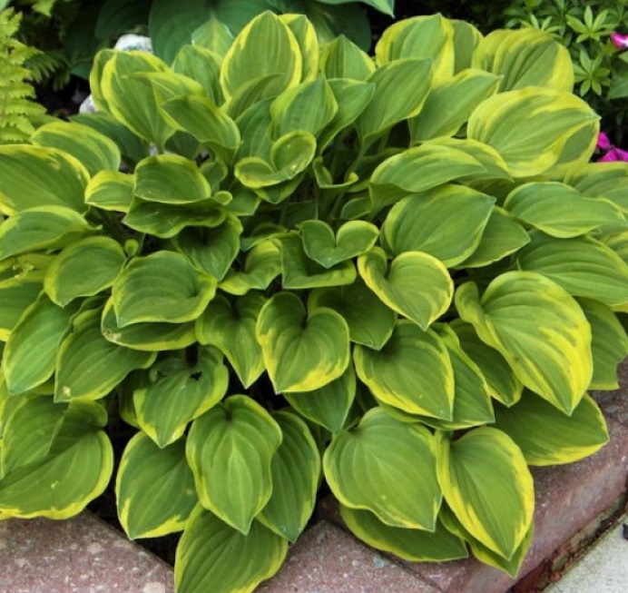 Хоста гибридная (вздутая, волнистая) 'Голден Тиара'