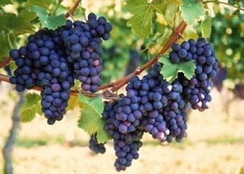 Виноград 'Русский фиолетовый'